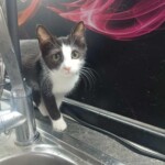Nala