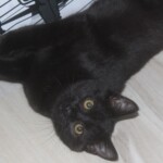 Maya
