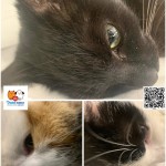 Mačičky z Programu Seniori