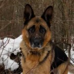 Zorka