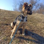 Ares