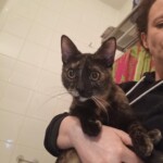 Ninka