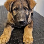 Tino
