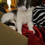 Lady