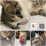 amputácia chvosta a kastrácia zraneného kocúra