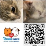 Mačka a kocúr z odchytu