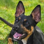Max