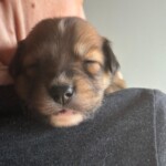 Mia