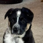 Billy