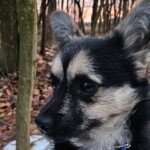 Žeby