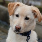 Benny