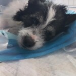Paxy