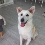 Zorka