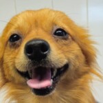 Zuzu