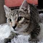 Bendži