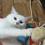 Floky