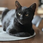 Félix