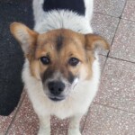 Bobi