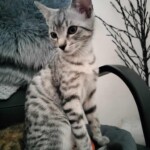 Bibi
