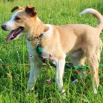 Borko
