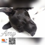 Amy osada Poštárka