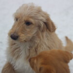 Coby