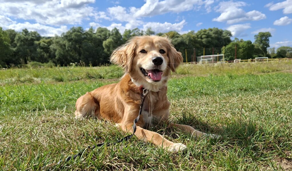 Penny