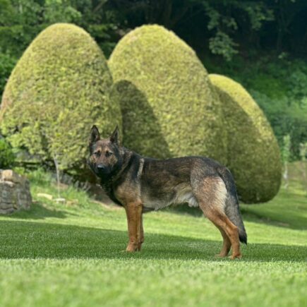 Leon